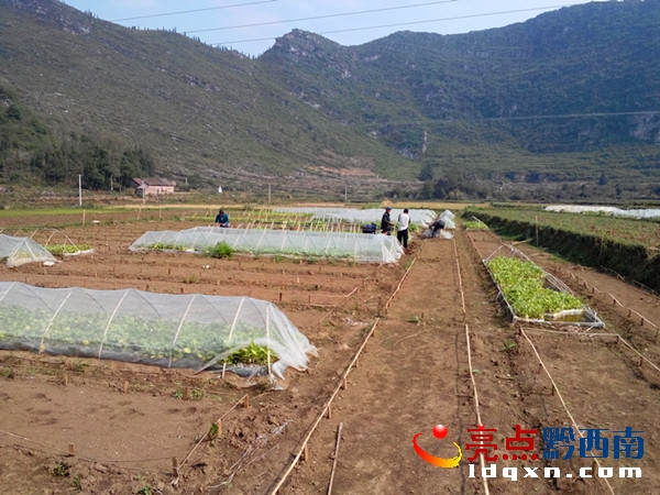 圖為全心村爛壩煙苗基地1.jpg
