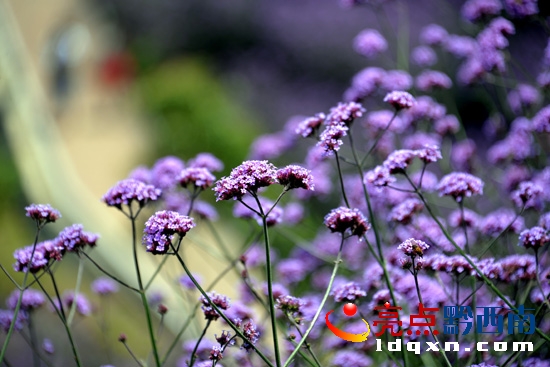 陽光下馬鞭草花朵呈藍(lán)紫色(陳亞林?jǐn)z影).JPG