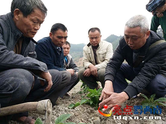農(nóng)技干部指導(dǎo)種植馬鈴薯2.jpg