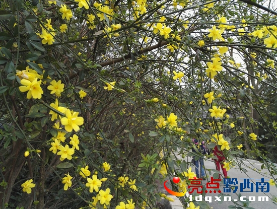 迎春花.jpg