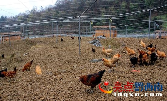 冊(cè)亨供電攜手巧洞苗寨發(fā)展林下養(yǎng)殖再創(chuàng)致富路 (1).JPG