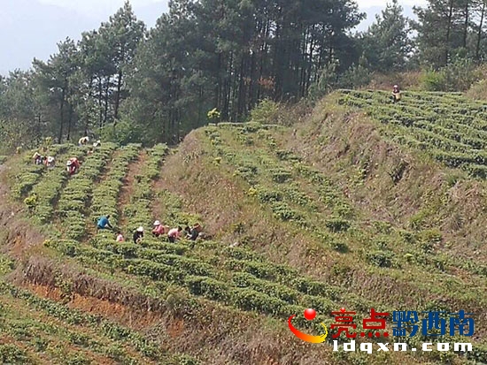 圖為茶農(nóng)們正在采摘茶葉.jpg