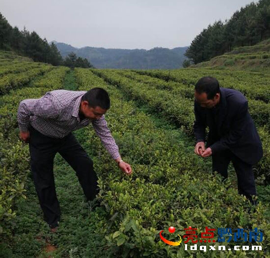 圖為李邦勇在花園與茶農(nóng)們研討茶葉的長勢0.jpg