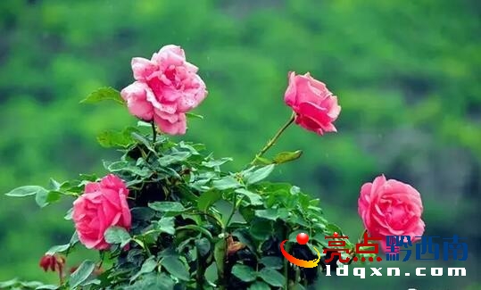 QQ截圖20170522101819.jpg