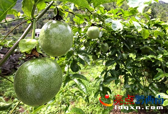 02䶴֧(gu)BNֲİRP(gun) z (4).JPG