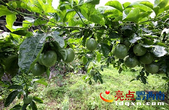 02䶴֧(gu)BNֲİRP(gun) z (5).JPG