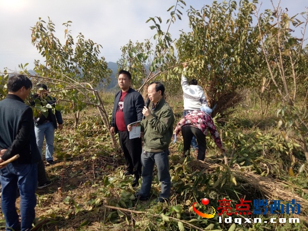 現(xiàn)場(chǎng)修枝示范。