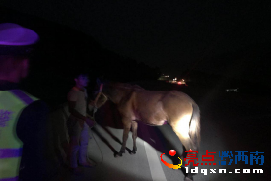 騾子“不聽(tīng)使喚”闖入高速 黔西南高速交警及時(shí)處置794.png